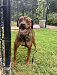 Shelter Stray Female Dog last seen Near Carlton Rd, Palmetto, GA, 1251 Fulton Industrial Blvd NW, Atlanta, GA 30336, USA