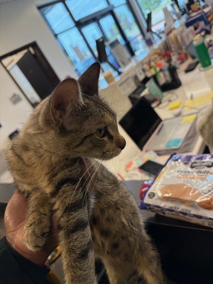 Shelter Stray Female Cat last seen Near Godby Rd, Atlanta, GA, 1251 Fulton Industrial Blvd NW, Atlanta, GA 30336, USA
