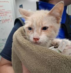Shelter Stray Male Cat last seen New Peachtree Rd, 30340, GA, 3280 Chamblee Dunwoody Rd, Chamblee, GA 30341, USA