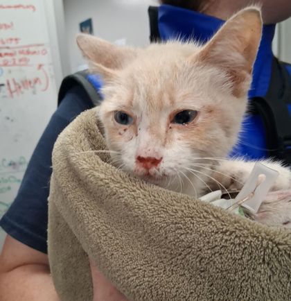 Shelter Stray Male Cat last seen New Peachtree Rd, 30340, GA, 3280 Chamblee Dunwoody Rd, Chamblee, GA 30341, USA
