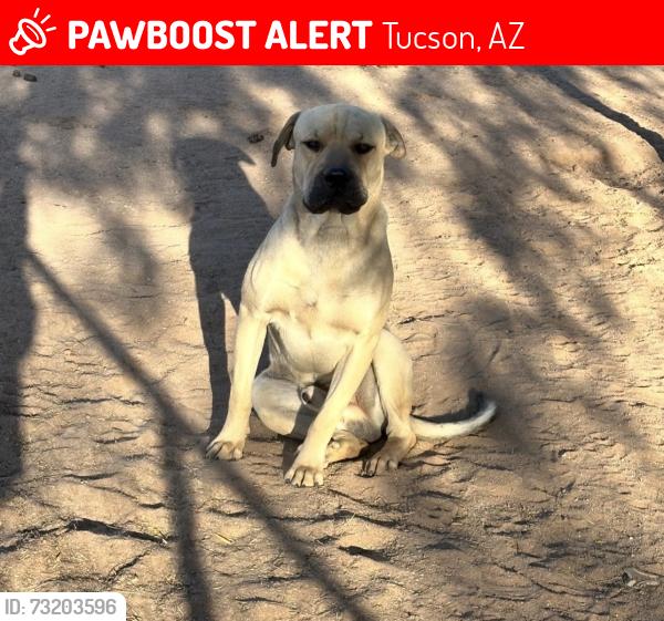 Lost Male Dog last seen Irvington, Tucson, AZ 85714