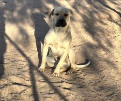 Lost Male Dog last seen Irvington, Tucson, AZ 85714