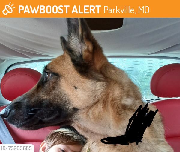 Found/Stray Female Dog last seen Windscape apmts, Parkville, MO 64152