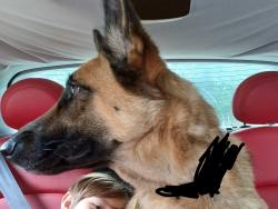 Found/Stray Female Dog last seen Windscape apmts, Parkville, MO 64152