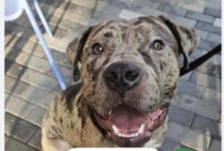 Found/Stray Unknown Dog last seen Near Wesley Pl SW, Washington, DC 20024, Washington, DC 20024