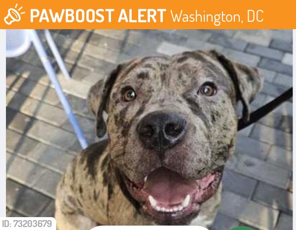 Found/Stray Unknown Dog last seen Near Wesley Pl SW, Washington, DC 20024, Washington, DC 20024