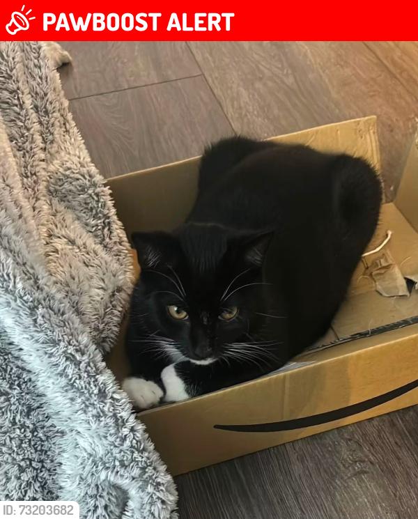 Lost Male Cat last seen Moulden view, Wiltshire, England SN5 5EF