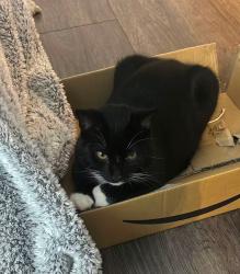 Lost Male Cat last seen Moulden view, Wiltshire, England SN5 5EF