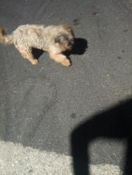 Found/Stray Unknown Dog last seen 162nd ave and Mateo, Ashland, CA 94578
