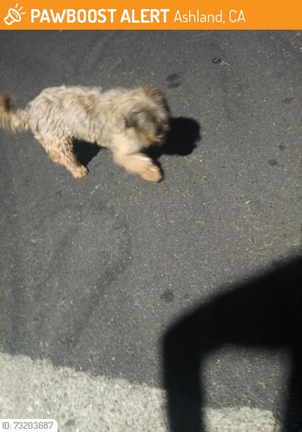 Found/Stray Unknown Dog last seen 162nd ave and Mateo, Ashland, CA 94578
