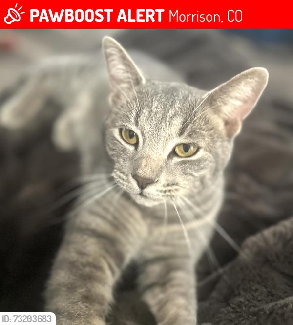 Lost Male Cat last seen Fox Den Way & Jennings Road (Turkey Creek Area), Morrison, CO 80465