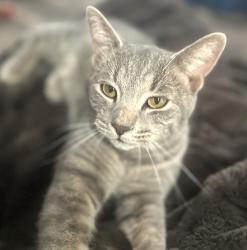 Lost Male Cat last seen Fox Den Way & Jennings Road (Turkey Creek Area), Morrison, CO 80465