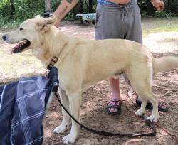 Lost Male Dog last seen Green Valley Rd., Leicester, NC 28748