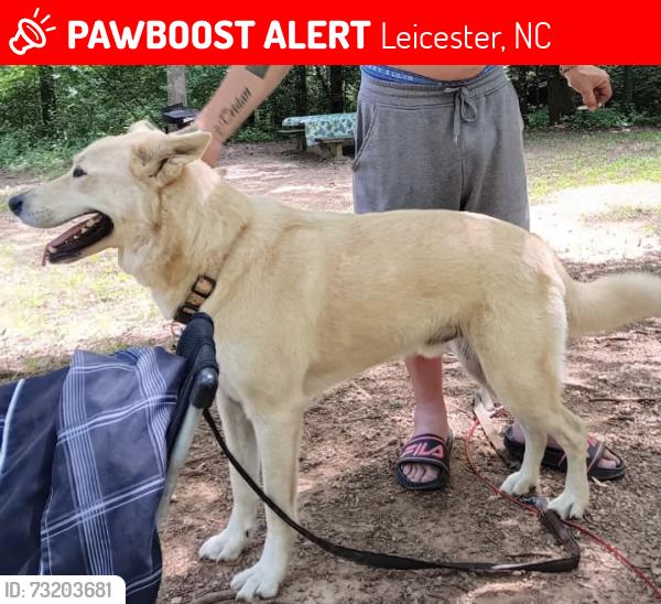 Lost Male Dog last seen Green Valley Rd., Leicester, NC 28748