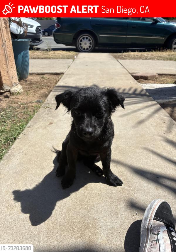 Lost Male Dog last seen Near Logan av San Diego 92113, San Diego, CA 92113