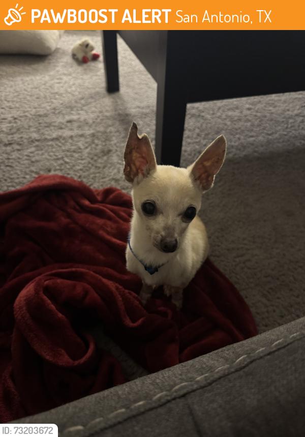 Found/Stray Male Dog last seen Bandera and Eckhert, San Antonio, TX 78238