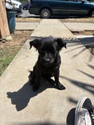 Lost Male Dog last seen Near Logan av San Diego 92113, San Diego, CA 92113