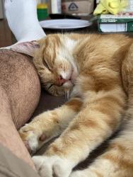 Lost Male Cat last seen Brookshire st, San Diego, CA 92111