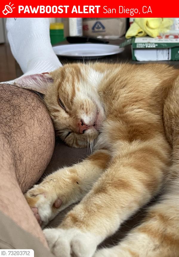 Lost Male Cat last seen Brookshire st, San Diego, CA 92111
