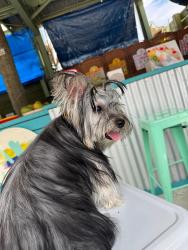Reunited Female Dog last seen Near Polk st, Hollywood, FL 33020