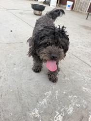 Found/Stray Female Dog last seen Muscoy, Muscoy, CA 92407