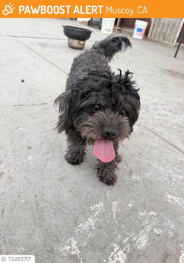 Found/Stray Female Dog last seen Muscoy, Muscoy, CA 92407