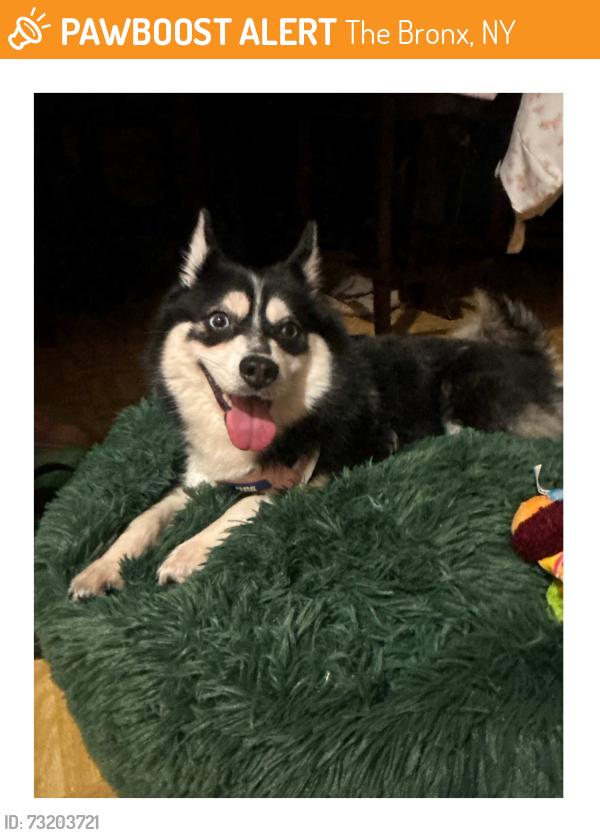 Found/Stray Female Dog last seen by AAA Wholesale, The Bronx, NY 10473