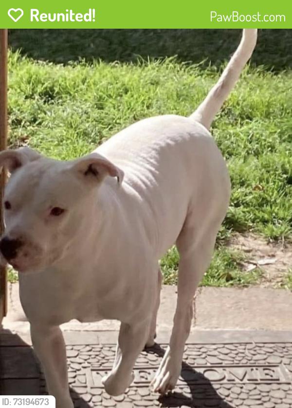 Reunited Male Dog last seen Kieth harrow, Houston, TX 77084