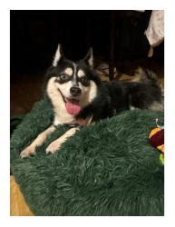Found/Stray Female Dog last seen by AAA Wholesale, The Bronx, NY 10473