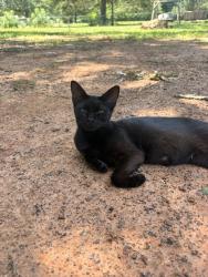 Lost Female Cat last seen Shadybrook, Bullard, TX 75757