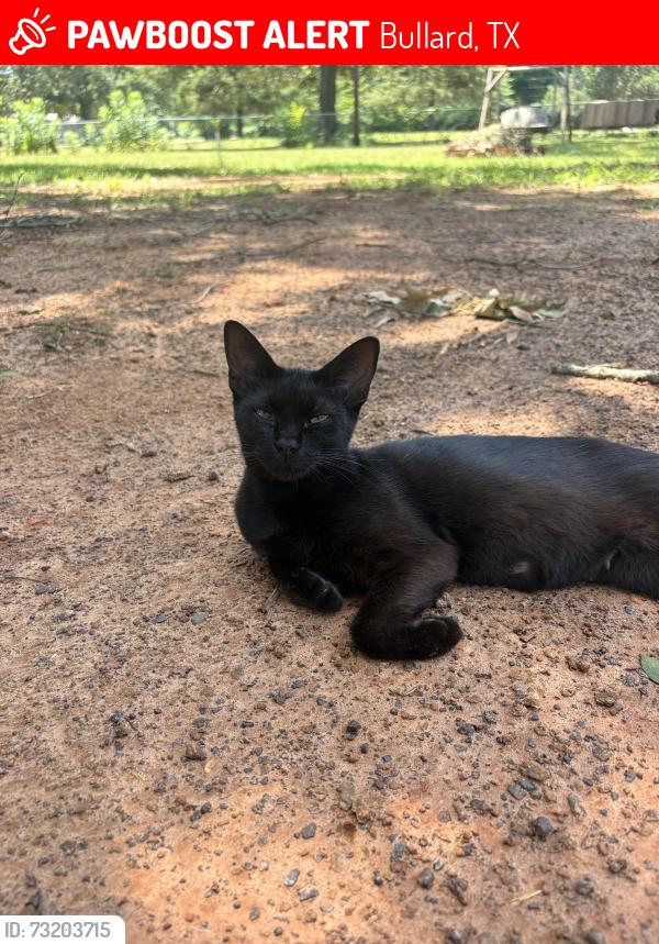 Lost Female Cat last seen Shadybrook, Bullard, TX 75757