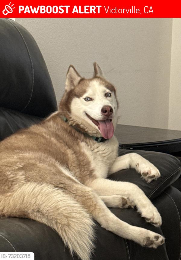 Lost Female Dog last seen Dos Palmas Rd , Mesa Linda Avenue, Victorville, CA 92392