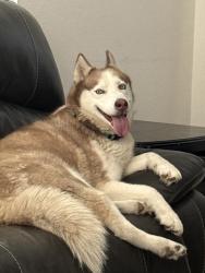 Lost Female Dog last seen Dos Palmas Rd , Mesa Linda Avenue, Victorville, CA 92392