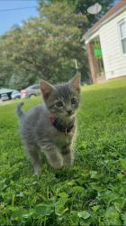Lost Male Cat last seen Franklin st, Evansville, IN 47711