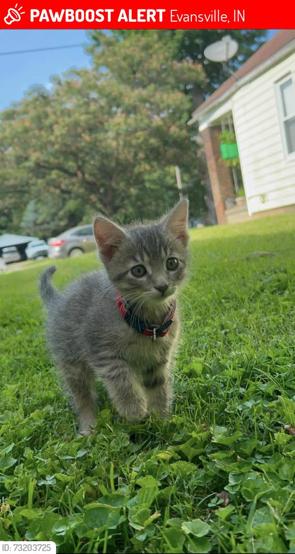 Lost Male Cat last seen Franklin st, Evansville, IN 47711