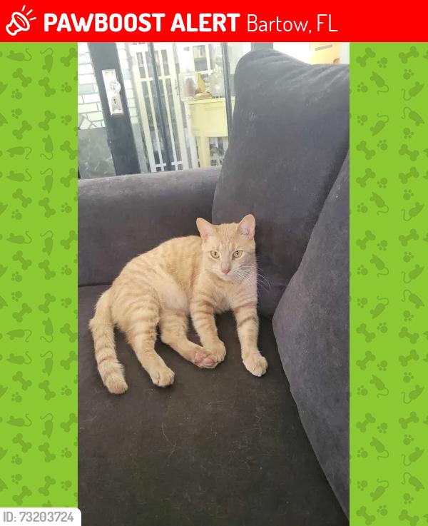Lost Male Cat last seen Near S Central Ave Bartow Fl, Bartow, FL 33830