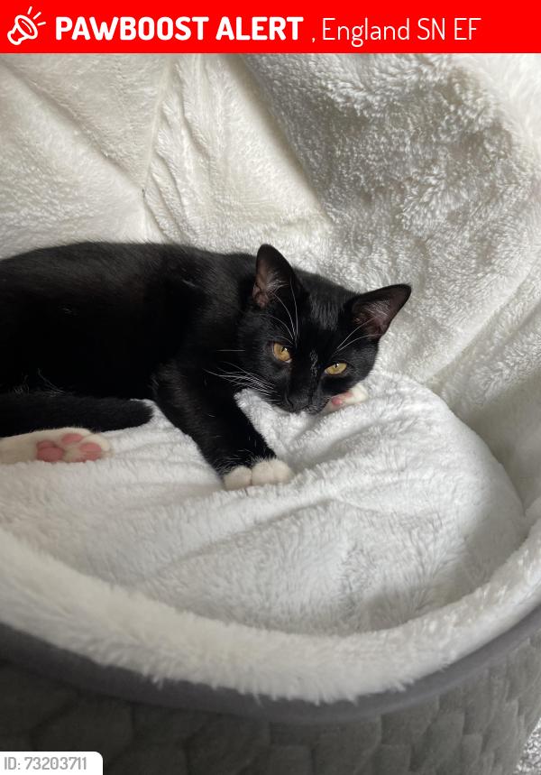 Lost Male Cat last seen Railway track, , England SN5 5EF