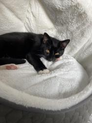 Lost Male Cat last seen Railway track, , England SN5 5EF