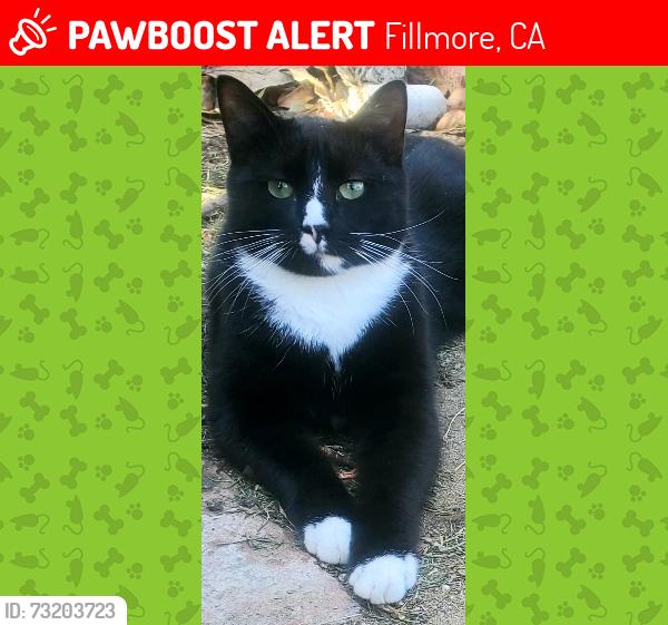 Lost Male Cat last seen Removed from home yard, Fillmore, CA 93015