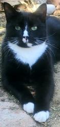 Lost Male Cat last seen Removed from home yard, Fillmore, CA 93015