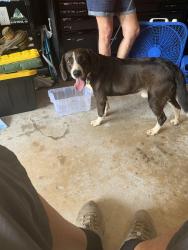 Found/Stray Male Dog last seen Holly pointe, Warner Robins, GA 31088