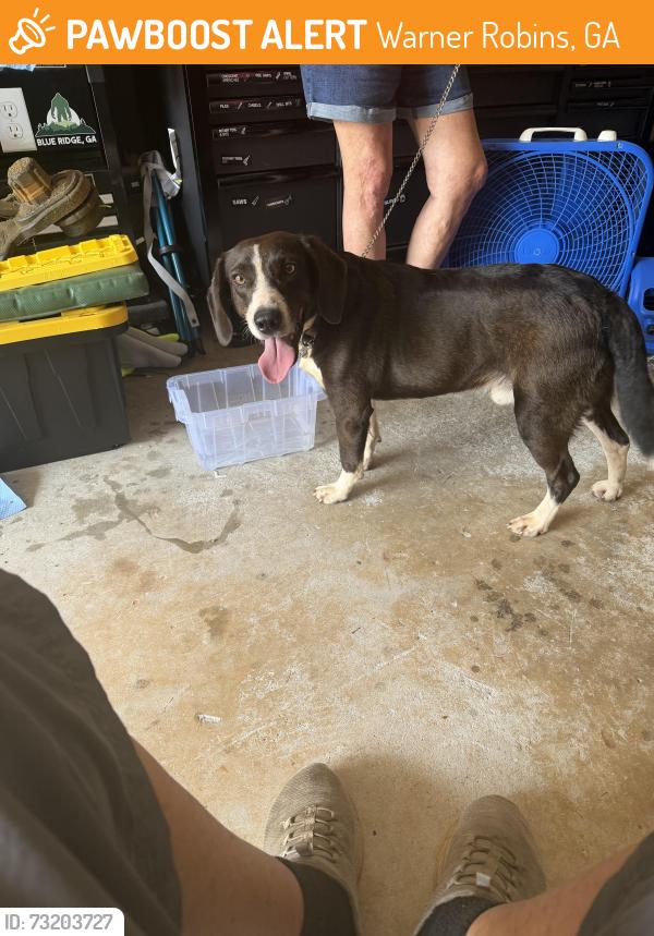 Found/Stray Male Dog last seen Holly pointe, Warner Robins, GA 31088