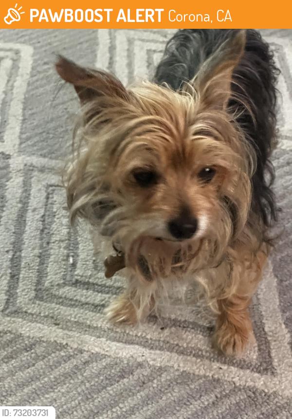 Found/Stray Male Dog last seen Near blue springs drive, Corona, CA 92883