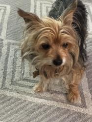 Found/Stray Male Dog last seen Near blue springs drive, Corona, CA 92883