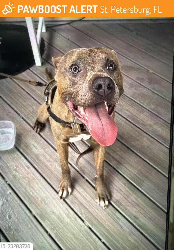Found/Stray Male Dog last seen 7th Avenue N and 29th Street N, St. Petersburg, FL 33713