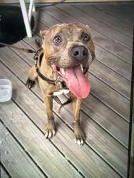Found/Stray Male Dog last seen 7th Avenue N and 29th Street N, St. Petersburg, FL 33713