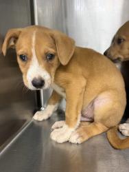 Shelter Stray Male Dog last seen dumped on his property, CARENCRO, LA, 70520, 410 Dugas Rd, Lafayette, LA 70507, USA