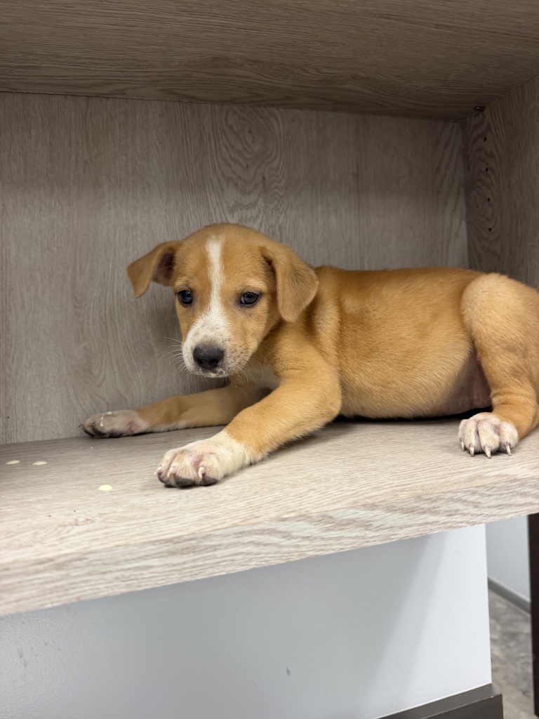 Shelter Stray Female Dog last seen dumped on his property, CARENCRO, LA, 70520, 410 Dugas Rd, Lafayette, LA 70507, USA