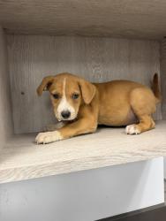 Shelter Stray Male Dog last seen dumped on his property, CARENCRO, LA, 70520, 410 Dugas Rd, Lafayette, LA 70507, USA