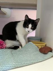 Shelter Stray Male Cat last seen Near 13th Street, Imperial Beach, CA, 91932, 5500 Gaines St, San Diego, CA 92110, USA